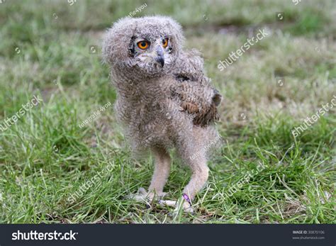 Baby Eurasian Eagle Owl On The Grass Stock Photo 30870106 : Shutterstock