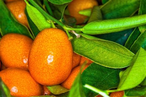 10 Kumquat Varieties (The Most Common Varieties of Kumquat) - ChowTray