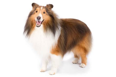 Shetland Sheepdog Dog Breed Information