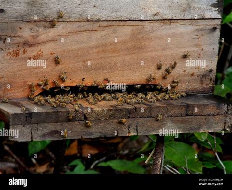 African bee hive hi-res stock photography and images - Alamy