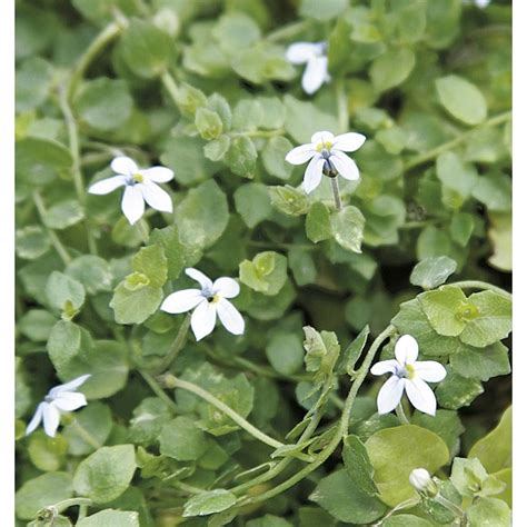 Lowe's Blue Star Creeper Plant in 6-Pack Tray in the Ground Cover department at Lowes.com