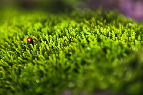 Forest Moss Wallpapers - Wallpaper Cave