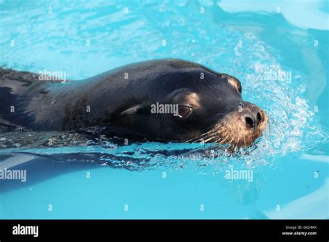 West Midlands Safari Park Stock Photo - Alamy