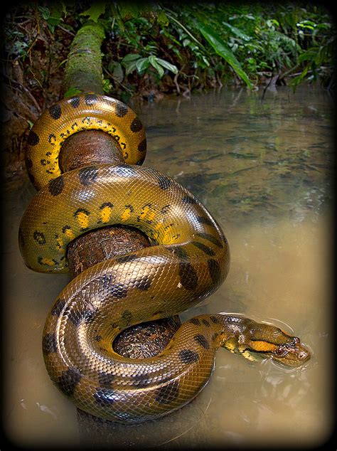 Amazon Explorer: Expeditions and Survival in the Amazon Rainforest: The Anaconda