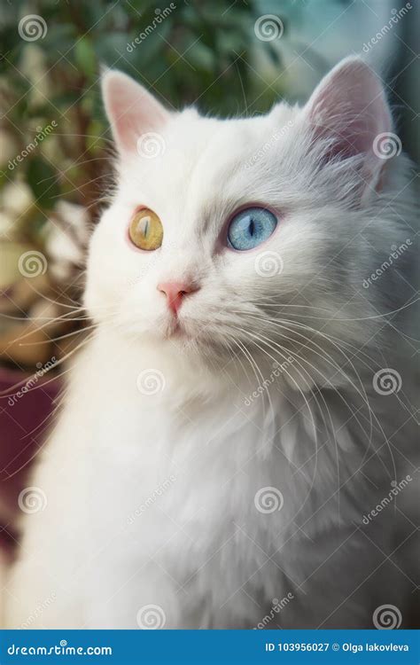 Turkish Angora White Cat With Yellow Eyes