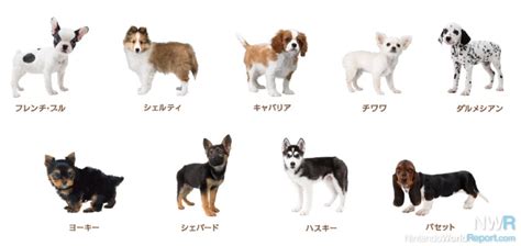 Nintendogs + Cats Breed Lists Revealed - News - Nintendo World Report