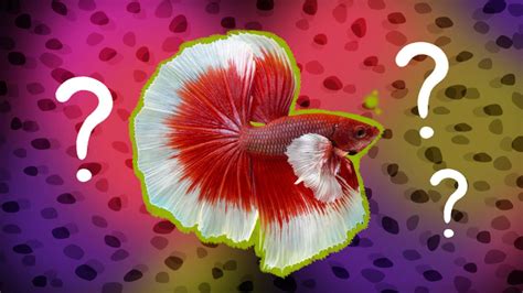 Betta Fish Food: What To Look For And 3 Highly Rated Options - DodoWell - The Dodo