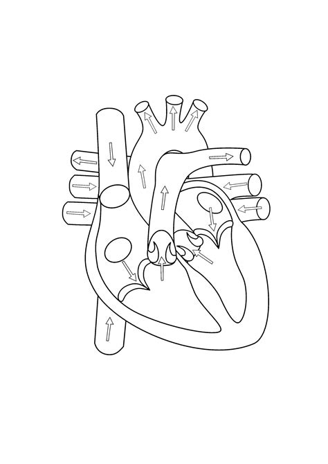 Drawing Of Heart With Labels at PaintingValley.com | Explore collection of Drawing Of Heart With ...