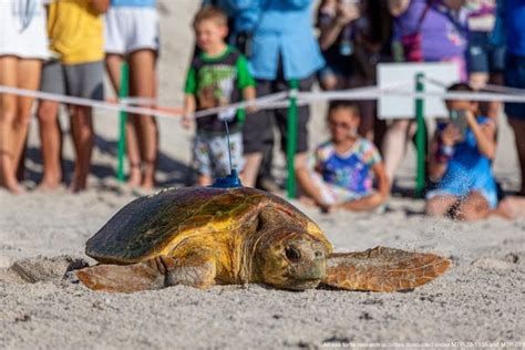 15th Annual Tour de Turtles Underway from Disney’s Vero Beach Resort ...