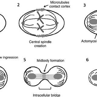 which image represents cytokinesis in an animal cell ...