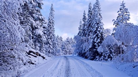 Winter Forest Wallpapers Images Photos Pictures Backgrounds