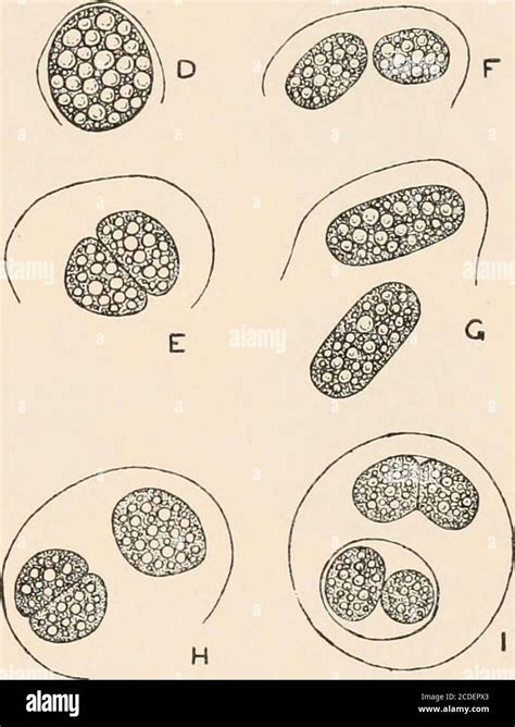 Formation en vol hi-res stock photography and images - Alamy