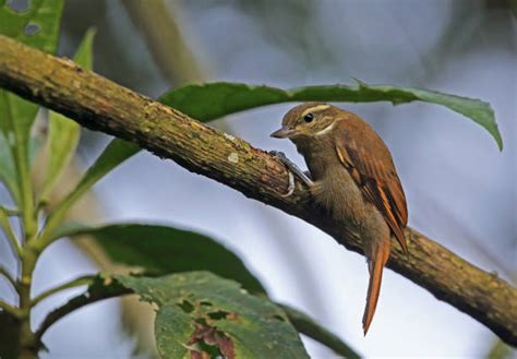 70+ Xenops Bird Stock Photos, Pictures & Royalty-Free Images - iStock