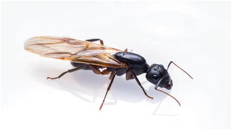 How to Get Rid of Flying Carpenter Ants - Yale Pest Control