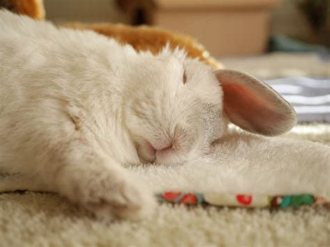 158 best Sleeping bunnies images on Pinterest | Rabbits, Bunnies and Baby bunnies