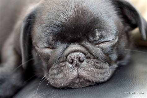 "Sleeping Pug" by malinakphoto | Redbubble