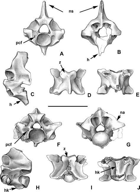 Vertebrae of Boa constrictor from the paleontological site. (A-E ...