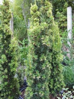 Taxus baccata ‘Fastigiata Aurea’ | Plants Direct – Victoria, BC