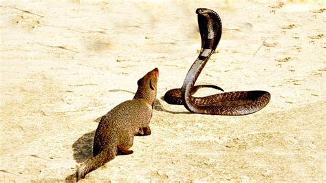 MONGOOSE VS KING COBRA - Mongoose To Take Down Snake For 2 Minutes ...