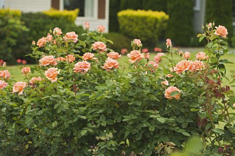 How to Grow and Care for Hybrid Tea Roses