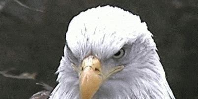 Eagle GIF - Find & Share on GIPHY