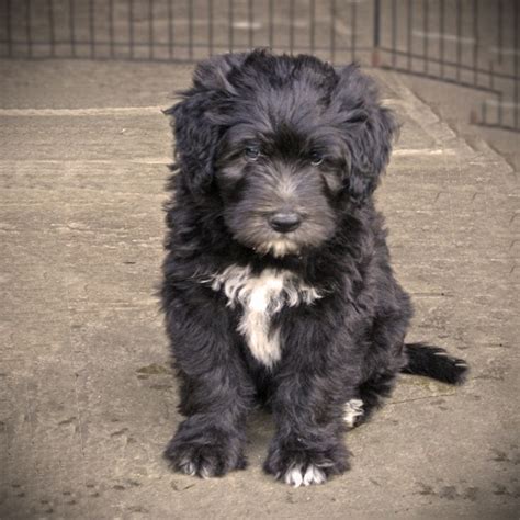 Bergamasco Sheepdog (Bergamasco Shepherd Dog) Info, Puppies ...