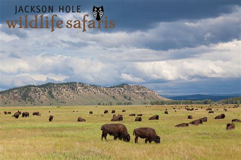 Wildlife in Jackson Hole | Jackson Hole Wildlife Safaris | Jackson Hole ...