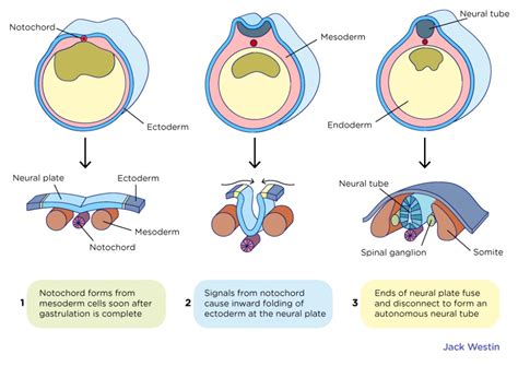 Neural Crest - Embryogenesis - MCAT Content