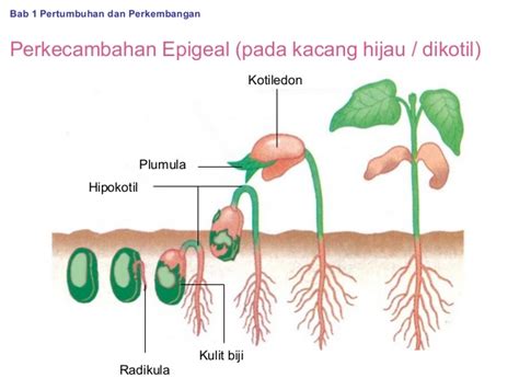 Proses Perkecambahan Biji Kacang Hijau