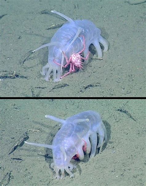 Sea pigs (sea cucumbers, genus Scotoplanes) are found to harbor juvenile king crabs, Neolithodes ...