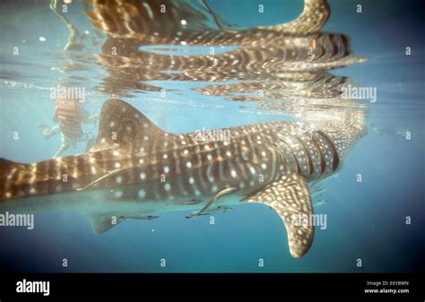 Whale shark underwater filter feeding on krill fed out by fishermen in Oslob, Philippines Stock ...