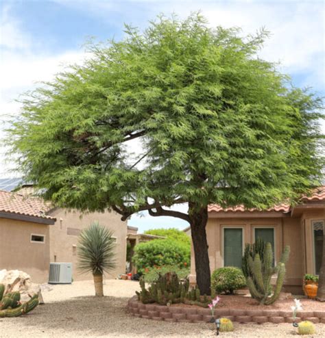 Mesquite – Chilean | Elgin Nursery & Tree Farm: Phoenix, AZ