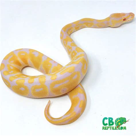 Albino ball python for sale online | baby albino ball pythons for sale