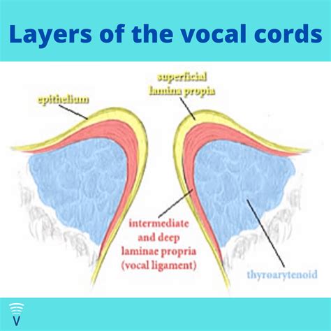 Vocal Cord Histology - VoiceFit