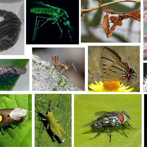 (PDF) Insect Antennal Morphology: The Evolution of Diverse Solutions to ...