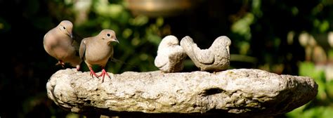 doves in our garden.... | North america, Birds, Bird