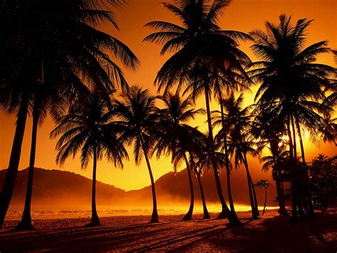 Palm Tree Sunset Wallpapers on WallpaperDog