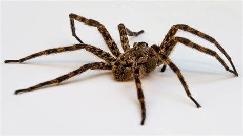 File:Wolf spider on white.jpg - Wikimedia Commons