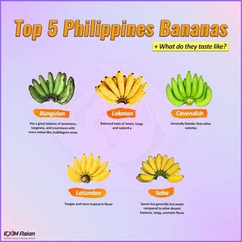 Top Cultivars and Varieties of Philippines Banana | EXIM Asian