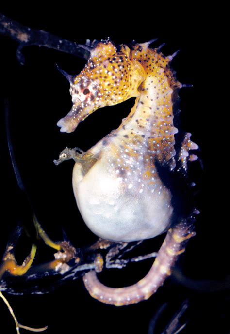 Male Seahorse and Human Pregnancies Remarkably Alike - The University of Sydney