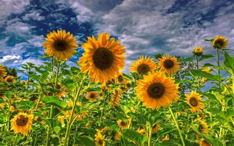 🔥 [140+] Field Of Sunflowers Wallpapers | WallpaperSafari