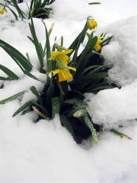 Dwarf Daffodil - A Tiny Early Spring Flower | HubPages