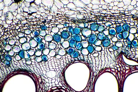 Plant Cell Diagram Under Light Microscope | Hot Sex Picture