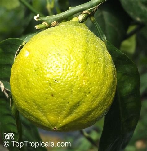 Citrus bergamia, Bergamot orange