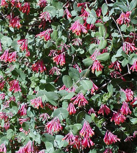 Native, Non-invasive Coral Honeysuckle Vine - HorticultureHorticulture