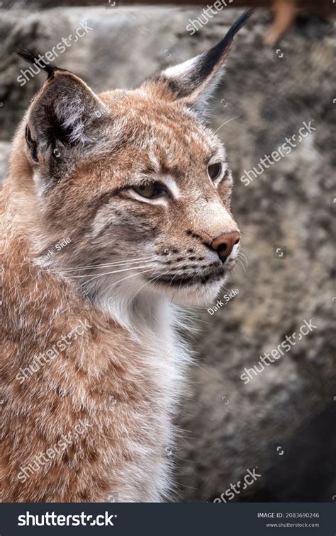 Eurasian Lynx Close Up: Over 1,117 Royalty-Free Licensable Stock Photos | Shutterstock