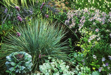 10 Great Ornamental Grasses to Grow in Containers