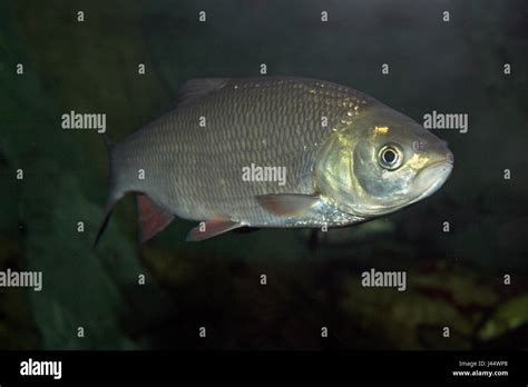 Ide fish hi-res stock photography and images - Alamy