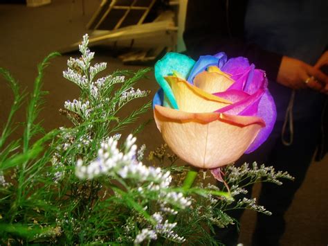 Flower Homes: Rainbow Roses