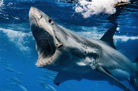 Great white decapitates diver in first fatal shark attack of 2023: report